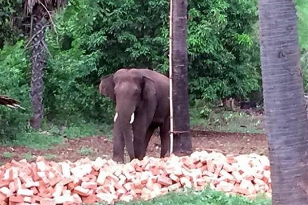 गुरुर वन परिक्षेत्र में पहुंचा दंतैल हाथी