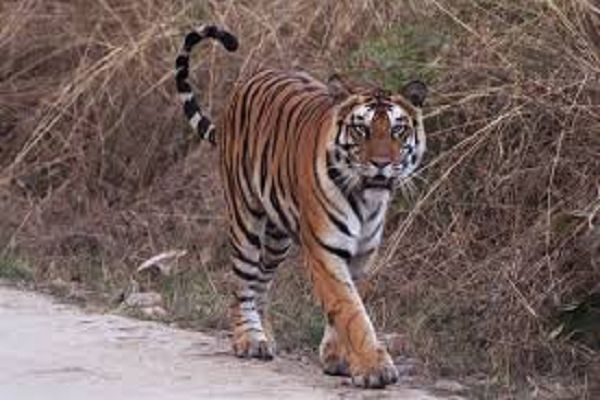 राष्ट्रीय उद्यान-जू का नर बाघ (पन्ना) नहीं रहा