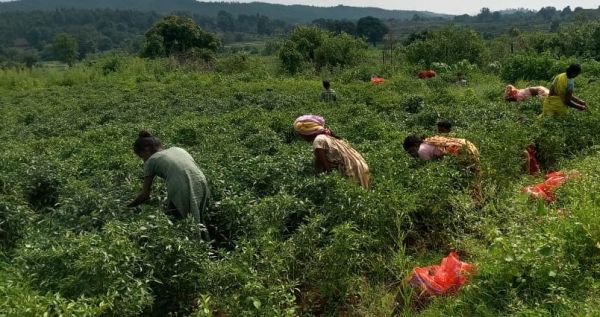 गौठान में मिर्च की खेती कर महिलाएं हो रही मालामाल