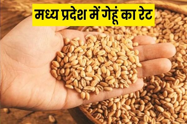 मध्य प्रदेश में उज्जैन की मंडी में गेहूं 3601 रुपया क्विंटल तक बिका
