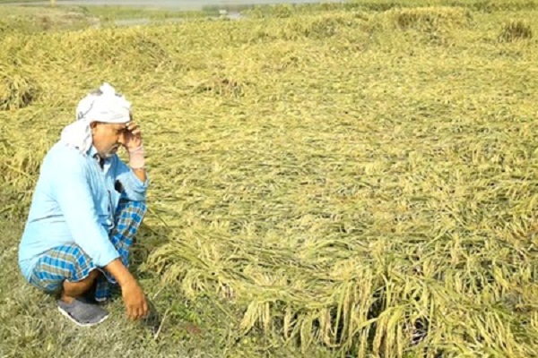 बेमौसम बारिश ने प्रदेश के किसानों के मेहनत में पानी फेरा