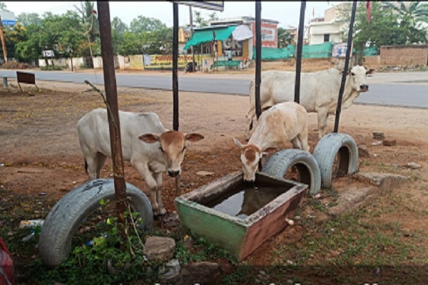 गर्मियों में जानवरों को पानी के लिए ना हो दिक्कत एक शिक्षक  की पहल की हो रही सराहना