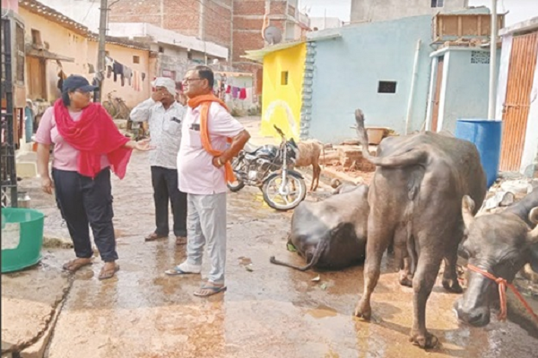 गंदगी फैला रहे भैंस खटालों पर भिलाई निगम ने की कार्रवाई