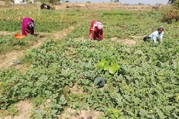 जैविक खेती की ओर कदम बढ़ा कर जिले के किसान अब खेती-किसानी में क्रांति ला रहे है