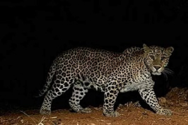 धमतरी जिले में तेंदुए का आतंक, किसान के घर में घुसकर 100 मुर्गियों को मारा