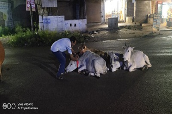  सड़कों पर अब कम दिखाई देते हैं जानवर