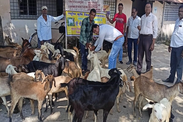 सर्दी, खांसी व जुकाम से पीड़ित भेड़-बकरियों में से 80 प्रतिशत तक की नहीं बचती जान, अब टीका बचाएगा