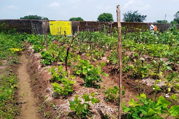 पोषण वाटिका बढ़ा रही शासकीय कन्या माध्यमिक स्कूल कोसमर्रा की शोभा