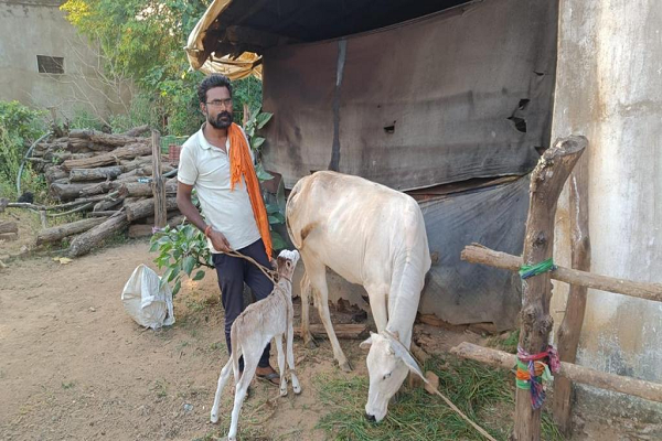 पशु चिकित्सकों ने बचाई गाय-बछड़े की जान