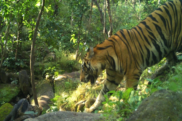 ट्रैप कैमरे में कैद हुआ बाघ, भैंस और गाय का किया शिकार,चार दिनों से कर रहा विचरण