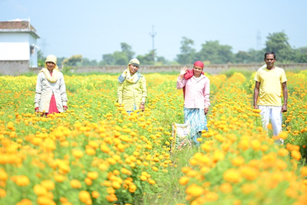 धमतरी सहित अन्य जिलों में भी बिखर रही नोमेन्द्र के गेंदा फूलों की खुशबू