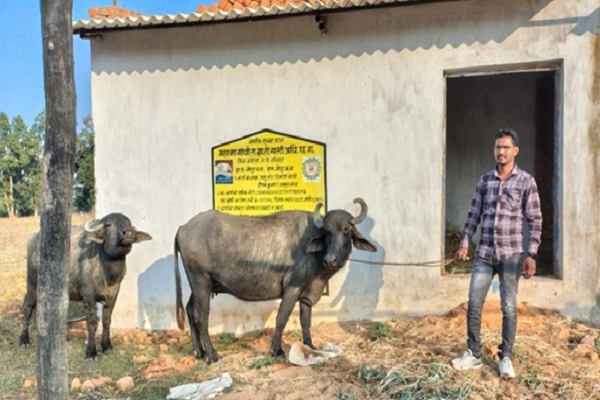 मनरेगा का पशु शेड दीपक कुमार के लिए बना वरदान, कमाई दो गुना हुई