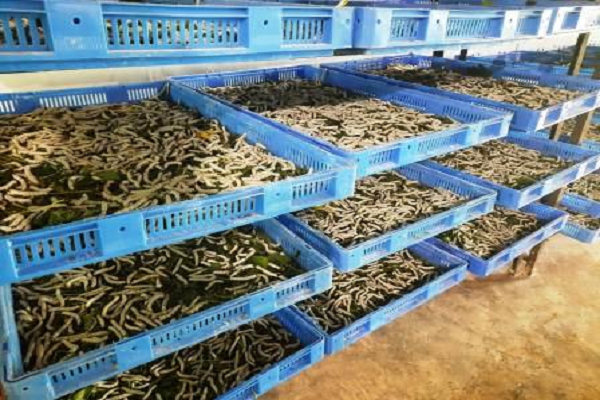 किसानों के लिए रेशम पालन भी आय का उत्तम साधन