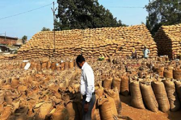  जिले में अब तक 84475 किसानों से 451951.8 टन धान खरीदा गया