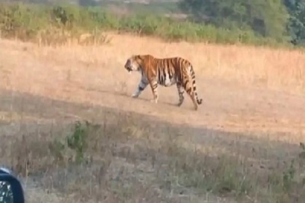 मरवाही क्षेत्र में बाघिन की एंट्री : गांवों में की जा रही मुनादी