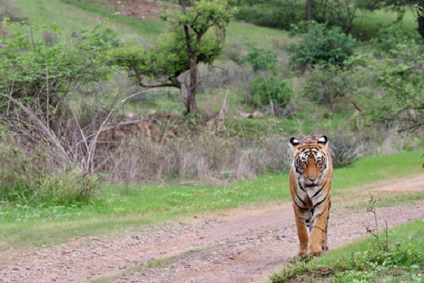 भोरमदेव अभ्यारण्य बनेगा टाइगर रिजर्व: बृजमोहन की मांग पर केंद्रीय वन मंत्री ने दिए निर्देश