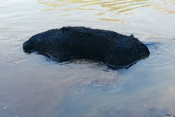 भालू की मौत, तीन वनकर्मी निलंबित