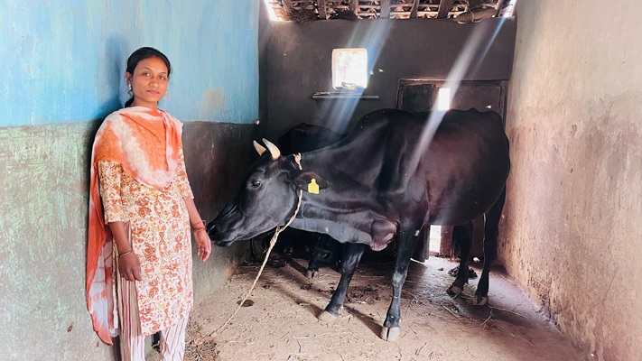 उन्नत नस्ल के गाय पालन ने सरस्वती की बदली दिशा