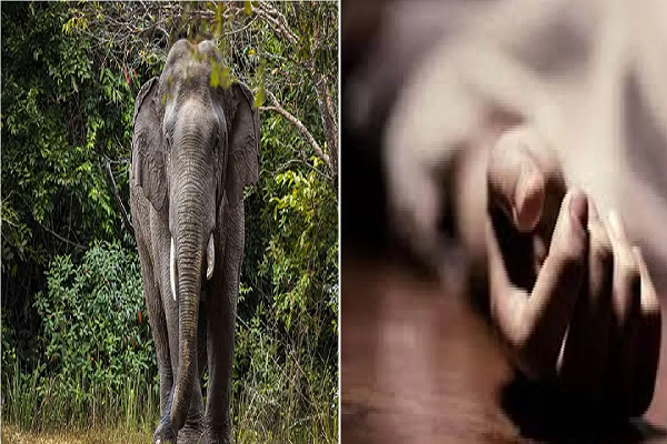 महुआ बीनने गई महिला पर हाथी ने किया हमला.. मौके पर हुई मौत, 17 दिन में 7 लोगों की गई जान