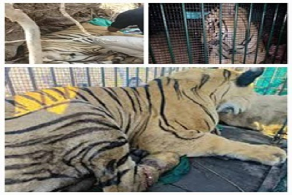 घायल बाघ का जंगल सफारी में इलाज जारी, बाघ के जल्द स्वस्थ होने की उम्मीद