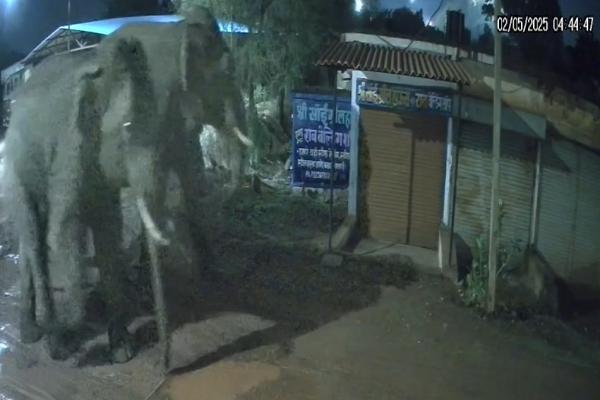 हाथियों का आतंक: दो जिलों में हमले, 2 की मौत, सीसीटीवी में कैद हुई दहशत