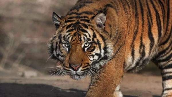 राजनांदगांव से सटे महाराष्ट्र के चंद्रपुर में बाघ ने ले ली चार लोगों की जान