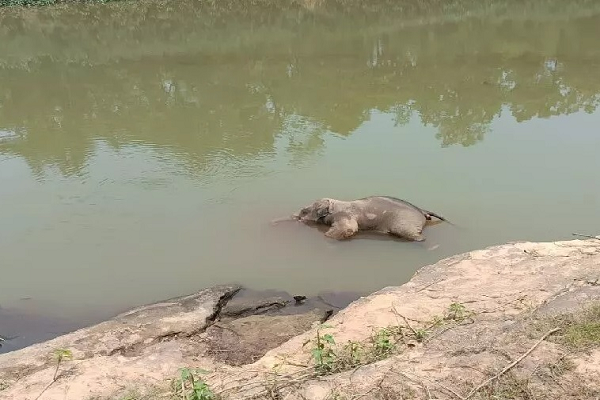 दल से बिछड़े हाथी शावक की तालाब में डूबने से मौत
