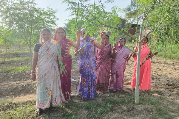 सुपर फुड मुनगा से कोकड़ी की महिलाओं की कमाई