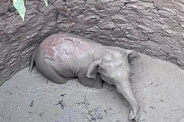  फिर कुएं में गिरा एक हाथी शावक, दो दिन में यह दूसरी घटना...