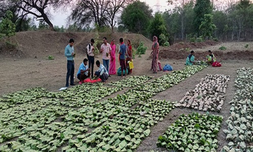 तेंदूपत्ता संग्रहण में 31.45 करोड़ का भुगतान, ग्रामीणों को मिला सहारा