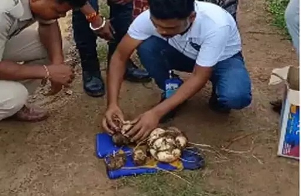 अजगर ने खेत में 14 अंडे दिए, वन विभाग ने निगरानी में रखा