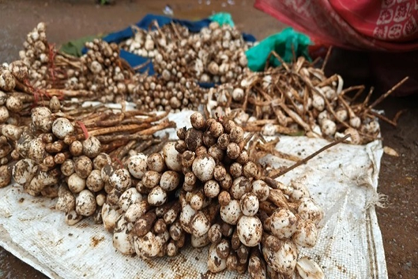 प्रदेश में बारिश के मौसम में सब्जियों की कीमतों ने तोड़े सभी रिकॉर्ड