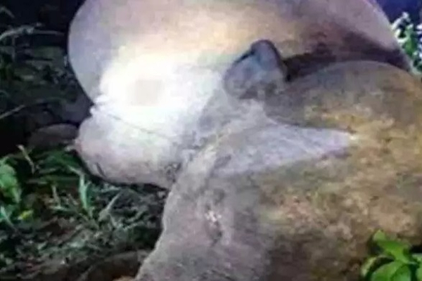 करंट से हाथी की मौत