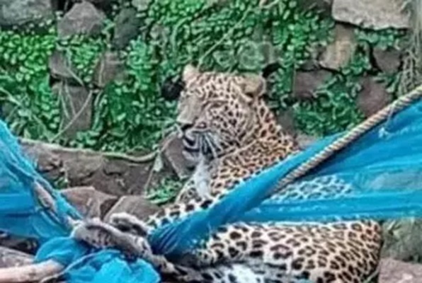 मुर्गी खाने के चक्कर में तार में फंसा तेंदुआ