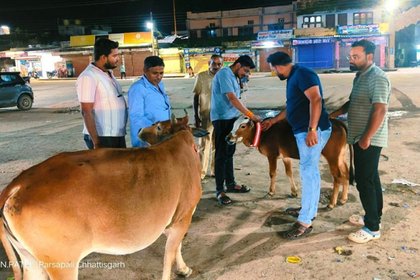 नगर पंचायत पिथौरा में आवारा गोवंश की सुरक्षा के लिए मुहिम शुरू