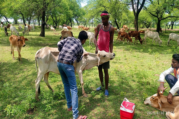 पशु चिकित्सा शिविर में मवेशियों को लम्फी बीमारी से बचाव हेतु टीकाकरण