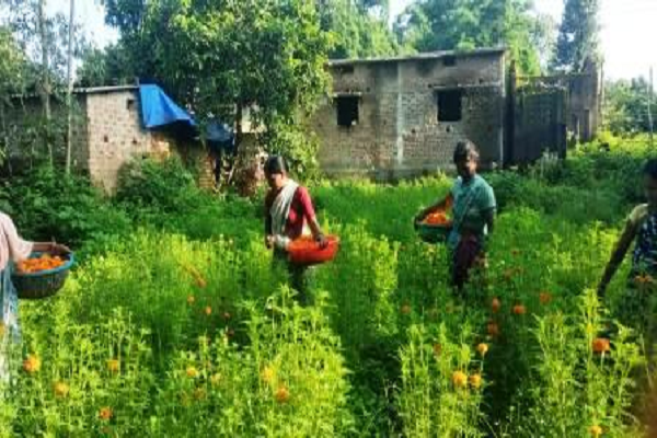 गेंदा फूल की खुशबू से महक रहा महिलाओं का जीवन