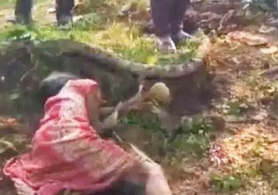 मशरूम के लिए गई महिला पर हाथी ने किया हमला, मौत