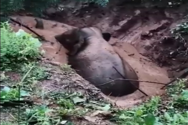 कुएं में गिरा हाथी, वन विभाग का रेस्क्यू अभियान जारी