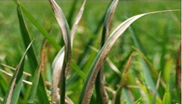 धान की फसलों में रोग व कीट प्रकोप से बचाव के लिए कृषि विशेषज्ञों ने दी सलाह