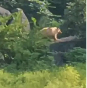 मरवाही वनमंडल में एक साल बाद फिर से दिखा दुर्लभ सफेद भालू