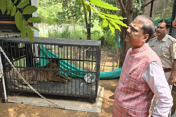 बाघिन &lsquo;बिजली&rsquo; का होगा जामनगर में इलाज