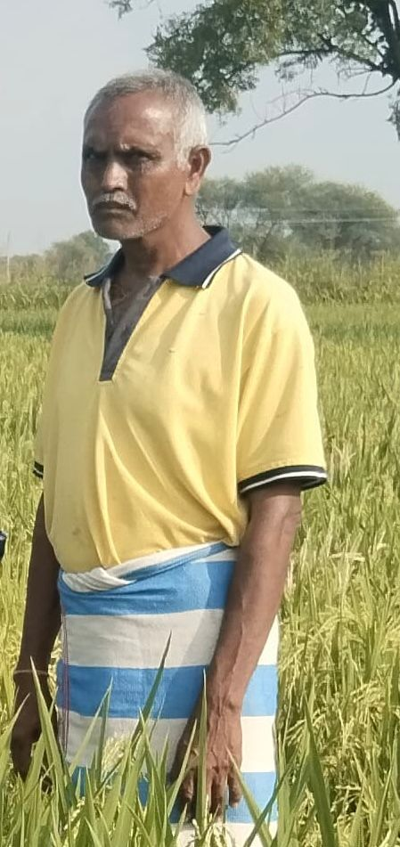 कम जल खपत वाली धान की नई किस्म एमटीयू 1156 एवं 1153 से अधिक उपज &ndash; कीट एवं व्याधि के प्रति प्रतिरोधी फसल