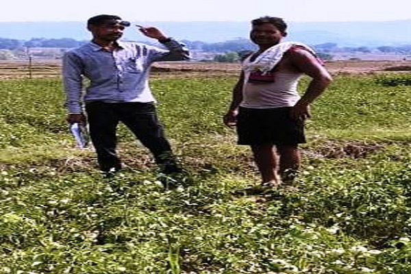 टमाटर की खेती मालामाल हो रहे हैं किसान