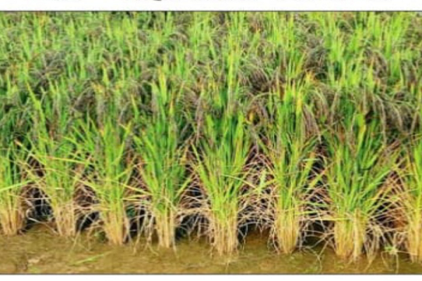 किसानो की बड़ी चिंता धराशायी हो सकती है धान की फसलें