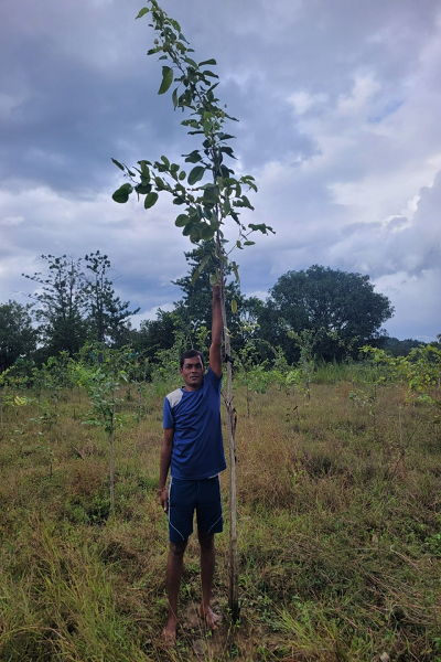 चन्दन की खेती से समृद्धि की ओर बीजापुर का युवा किसान गुलशन