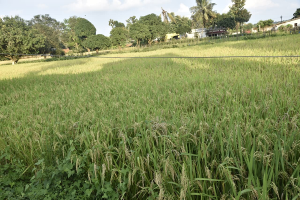  बस्तर में कृषि क्रांति : 25 वर्षों में फसल क्षेत्र दोगुना, बीज वितरण में 10 गुना वृद्धि