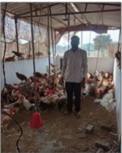 पक्के मुर्गी शेड ने बढ़ाई हितग्राही की आय,आजीविका हुई सुदृढ़