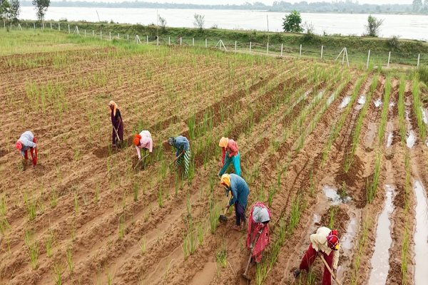  खस की खेती ने दिया आजीविका का नया रास्ता
