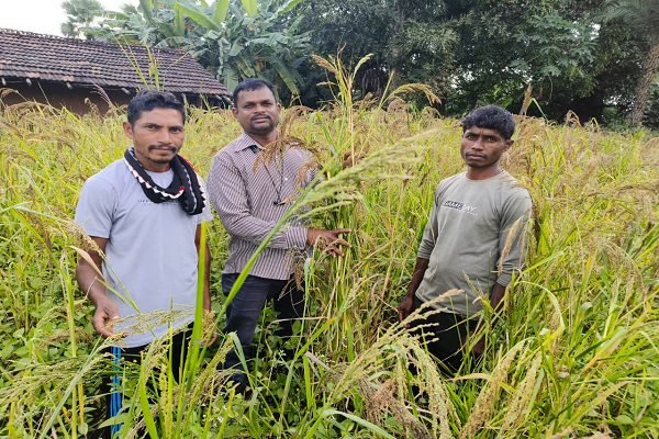  'बड़ा कोसरा' की सफल खेती के लिए किसान देवा मांडवी बना प्रेरक